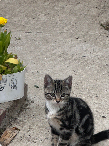 Tabby boy kitten