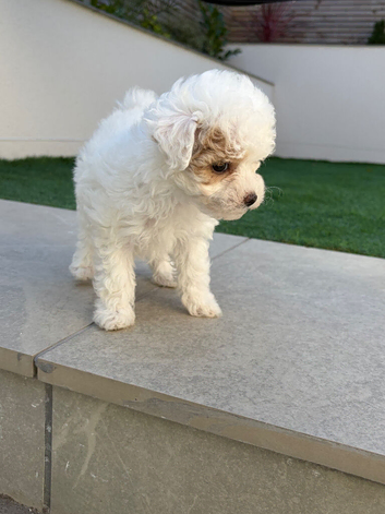 SMALL MALTIPOO PUPPIES