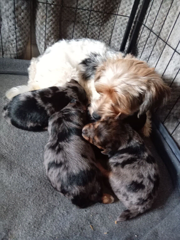 Merle boy and a merle girl and a black and tan biewer yorkie