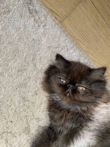 If you&rsquo;re looking for a beautiful Persian kitten with a sweet personality, one of these little fluffballs might be your perfect new family member