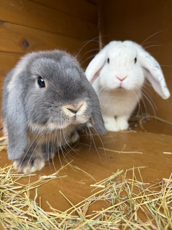 Breeding trio mini lop rabbits