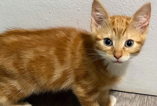 kittens