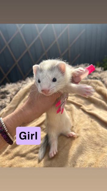 Part angora ferrets