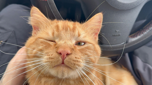 Male cat