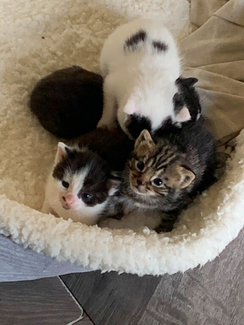 4 beautiful kittens needing forever homes