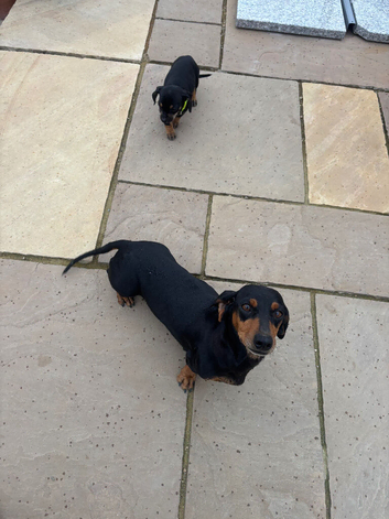 DASCHUND FEMALE LAST ONE