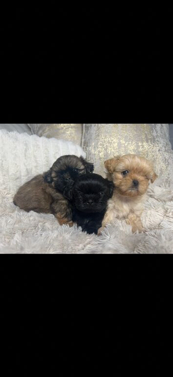 Imperial Shih Tzu Puppies