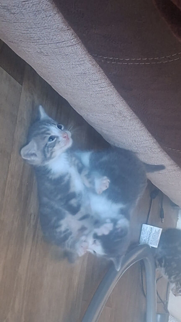 Kittens