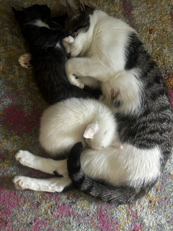 Kittens