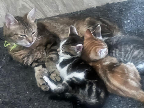 3x kittens ready to find forever homes 9 weeks old