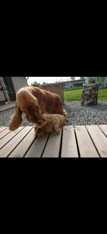 KC REGISTERED WORKING COCKER PUPPY
