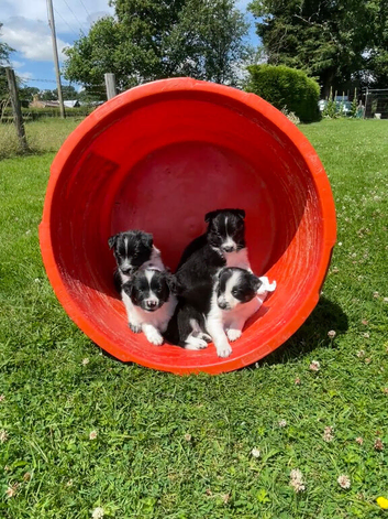 ****Beautiful Border Collie Puppies ****