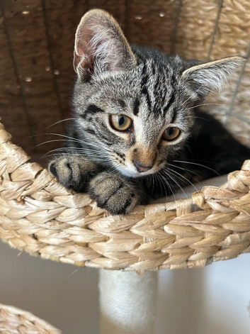 14 week male kitten