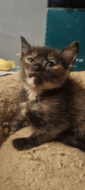 5 playfull kittens