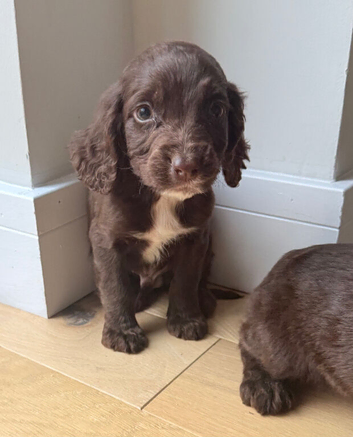 Cocker spaniel puppies