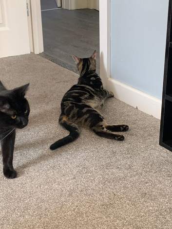 ADORABLE BLACK KITTENS &mdash; READY TO LEAVE NOW!