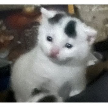 Kittens ready now &pound;40