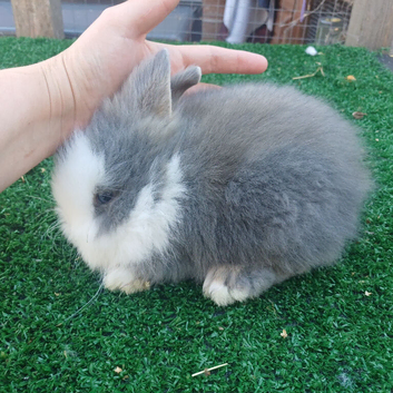 Baby lionhead bunnies