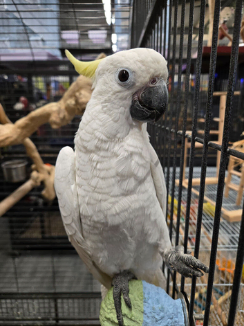 SUPER TAME MEDIUM SULPHUR-CRESTED COCKATOO &ndash; 5 MONTHS OLD
