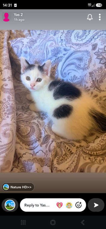 Kitten available