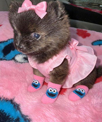 1 Mini Pom Star Left