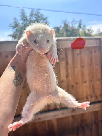 Ferrets 10 weeks old