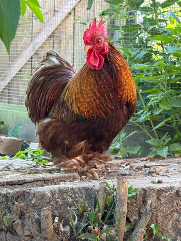 Pekin bantam cockerel