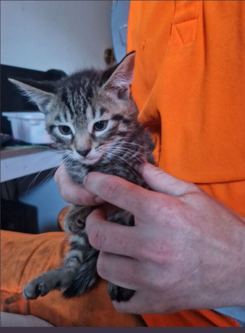 Kittens