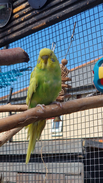 1 male 1 female budgies &pound;30 each