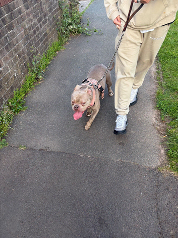 Staffy cross pocket bully re homing
