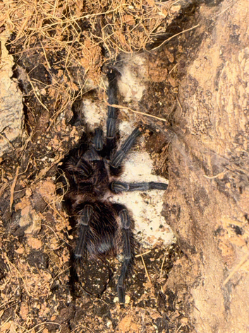 Phormictopus sp. &ldquo;Green/Gold
