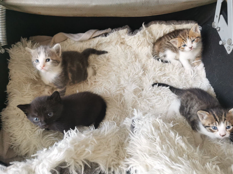 4 kittens 2 boys 2 girls
