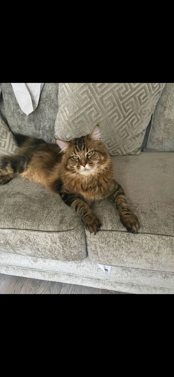 Mainecoon