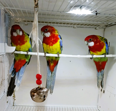 Stunning young Rosellas available for re homing