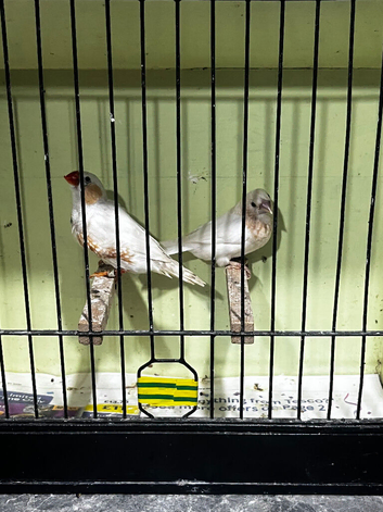 Proven pair of finches
