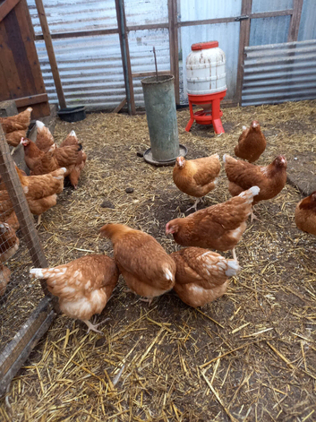 Brown pullets 16to18 weeks old
