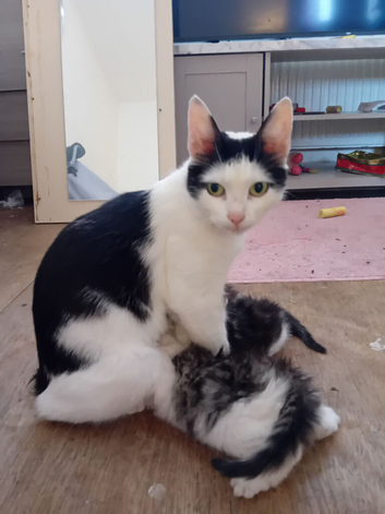 Girl kitten