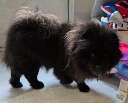Female Chowchow