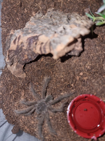Theraphosa blondi Goliath Birdeater tarantula Unsexed with set up