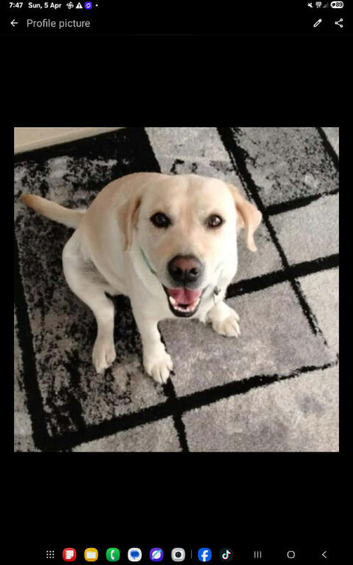 Bonnie &ndash; Looking for Her Forever Home