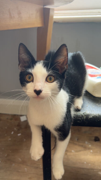 Beautiful boy kitten
