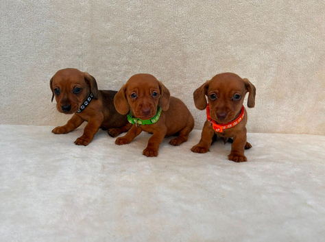 Dachshund puppies 3 boys 3 girls
