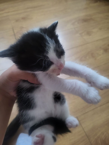 Hi i have 6 little lovely kittens ready to go
