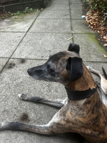 Updated (eyes now open) 6 stunning Whippet x Belgian Malinois Puppies