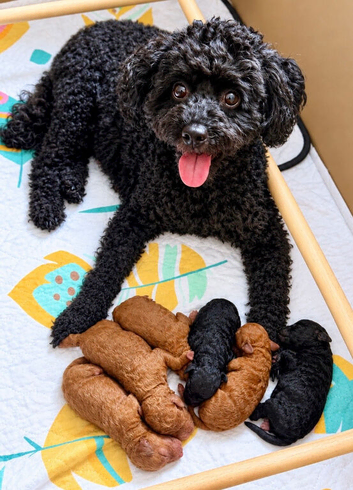 Beautiful PureBred Toy Poodle Boys Looking for Their Forever Homes