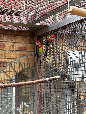 Gorgeous young Rosellas
