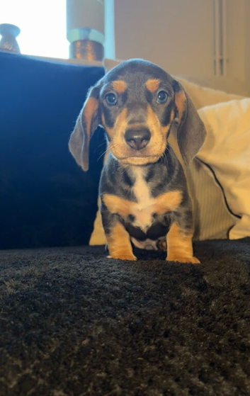 1x black tan girl 1x blue tan boy