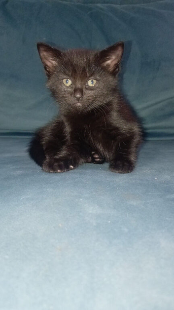 Kitten ready now