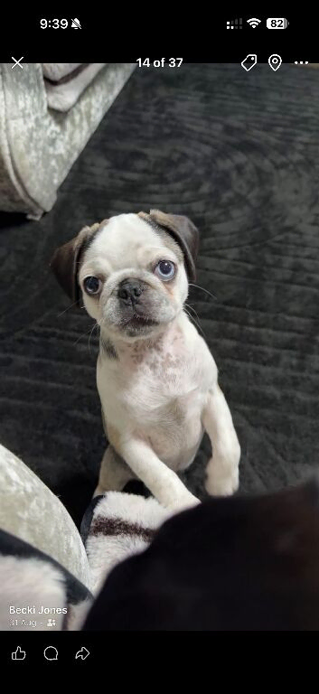 Beautiful panda pug girl