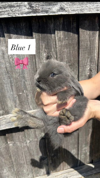 Beautiful French lop bunnies